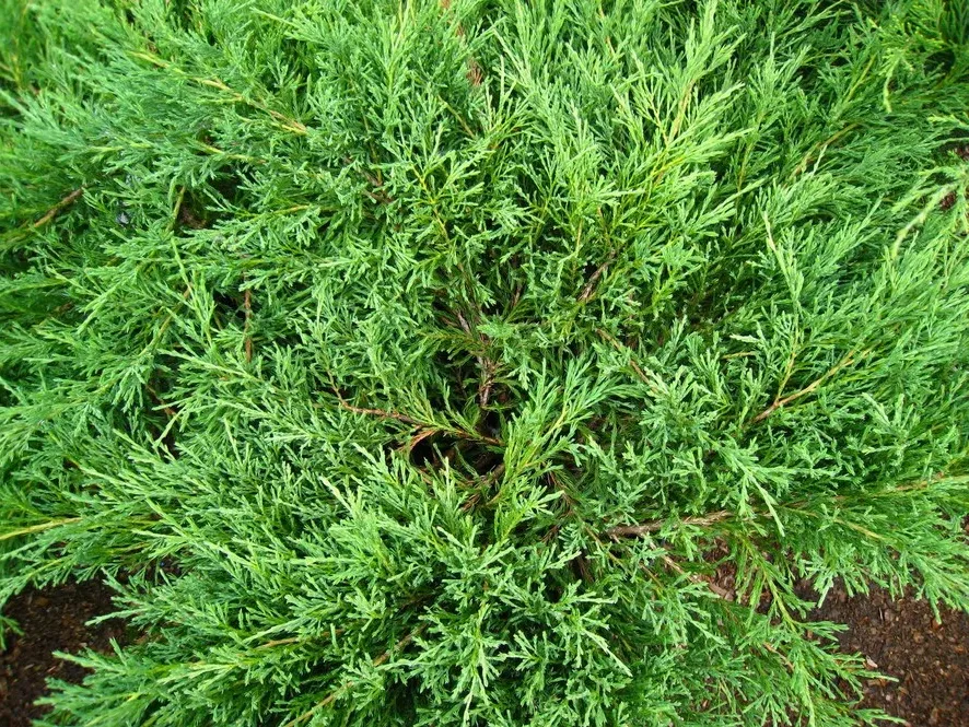 Можжевельник горизонтальный Андорра Компакт — изображение 2