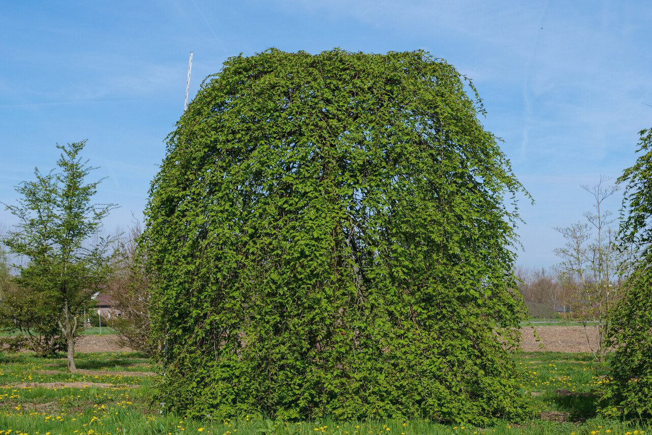 Граб