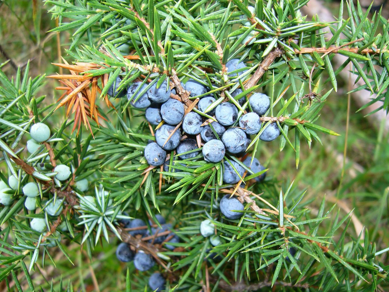 Можжевельник Купрессифлора