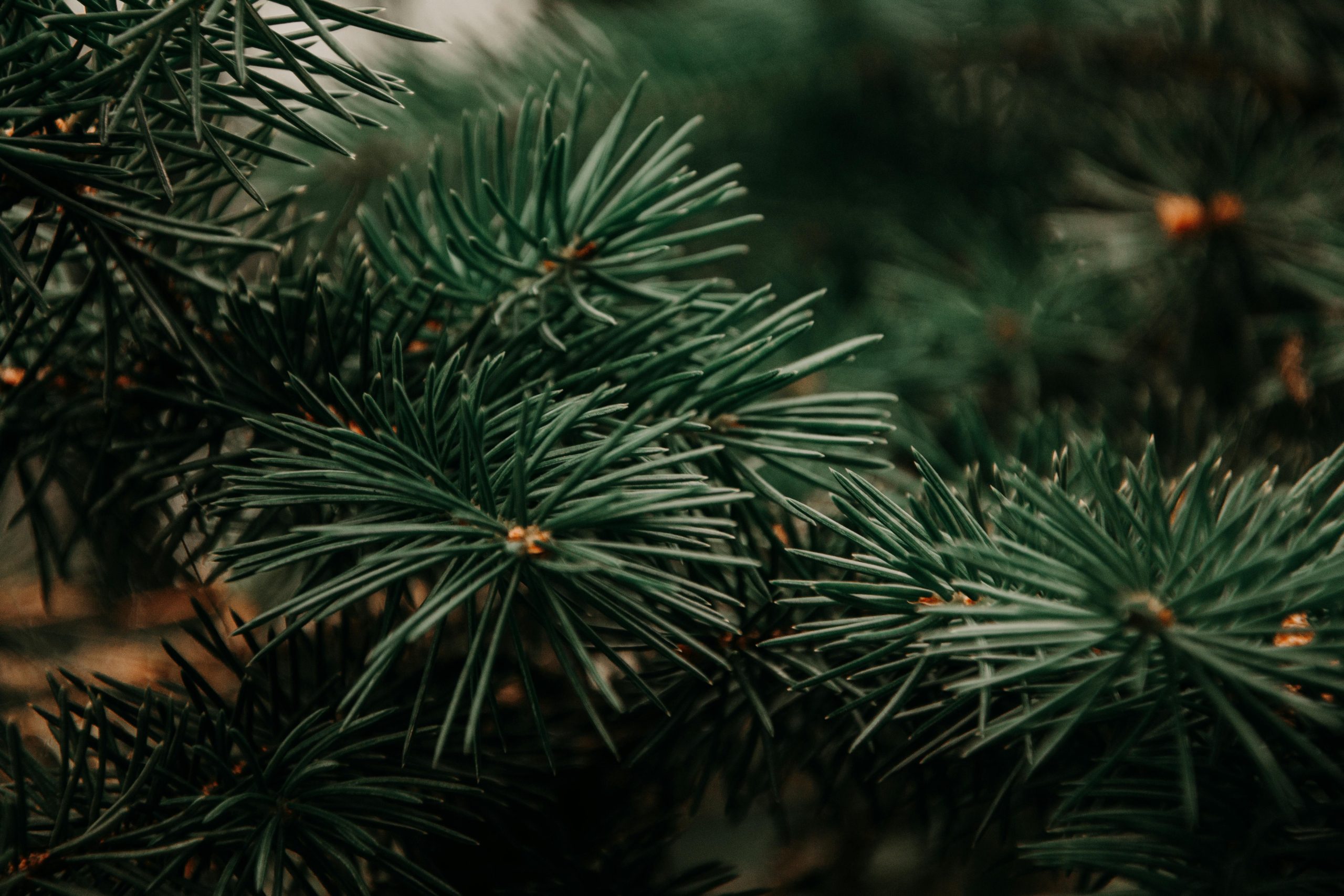 pexels-iriser-943901 Новость агросектора
